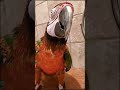 My Parrot Singing in the shower like No One is Watching!!!🎵🤣