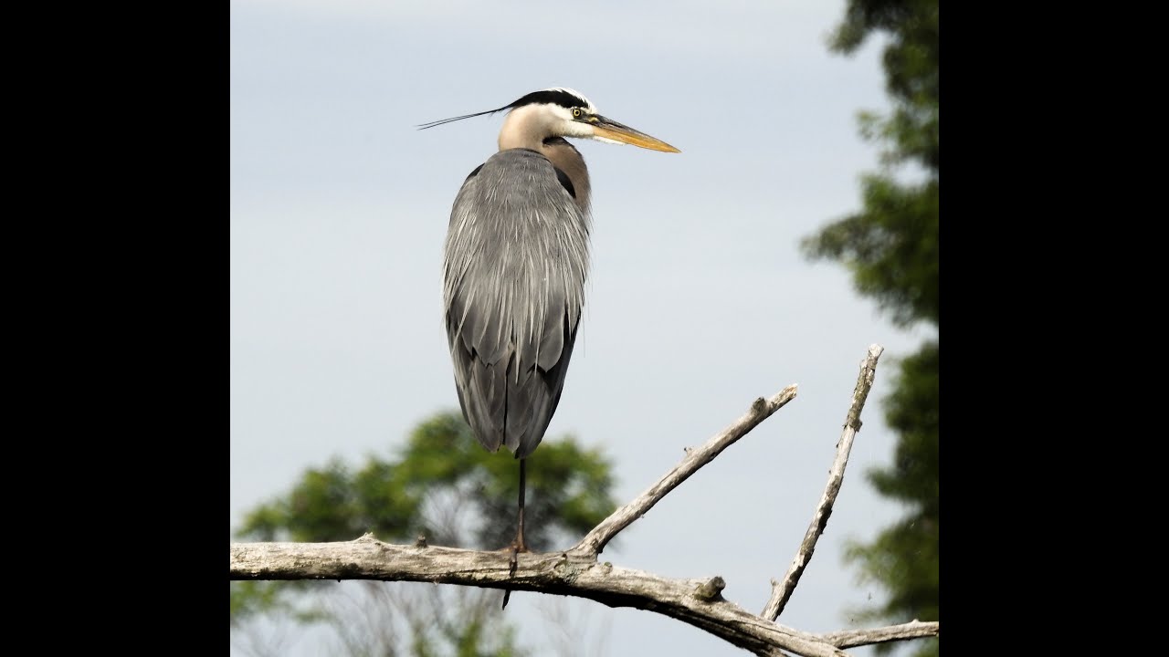 Great Blue Heron perched high up on a branch at the river is preening on one leg
