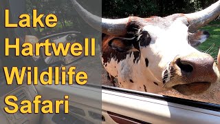 Lake Hartwell Wildlife Safari - Hartwell, GA