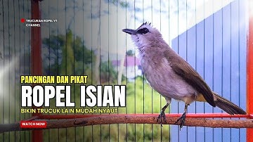TRUCUKAN gacor TARUNG ROPEL PANJANG pancingan trucukan agar bunyi MASTERAN trucuk gacor EMOSI