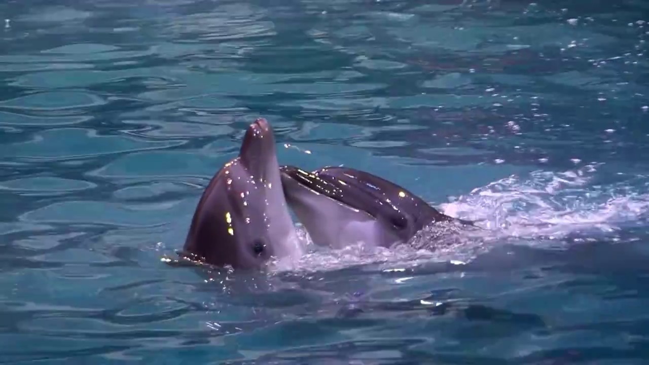 Start Time-Covering-Beirut Dolphinarium