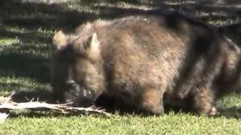 Australia by Bri part 1