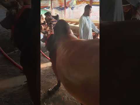 আল বারাকাহ এগ্রোরাজাখাঁন চৌধুরী বাড়ীর এই দিকেমোহরা চান্দগাঁও চট্টগ্রাম