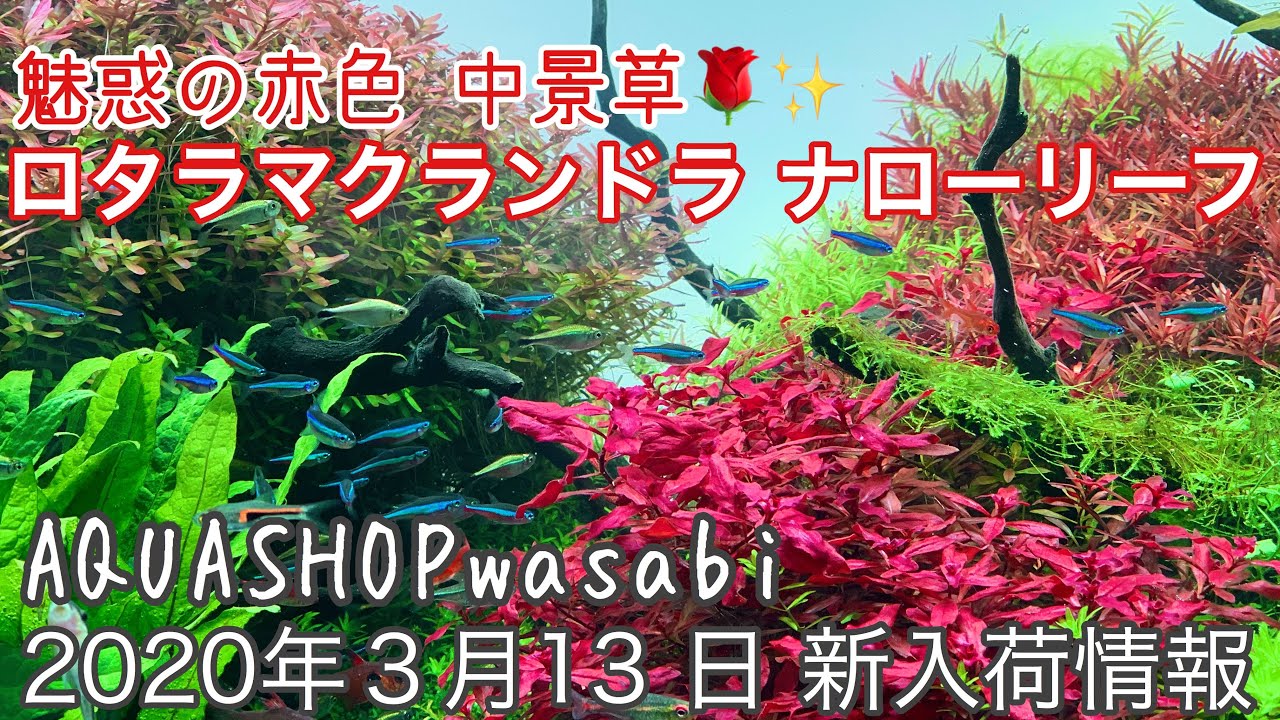 ２０２０年３月１３日 Aquashop Wasabi新入荷情報 水草 レイアウト素材 用品の紹介と育成 レイアウト 水草水槽での使い方のワンポイント解説 アクアリウムノウハウ Youtube