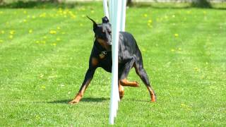 Lexx, Doberman Pinscher doing agility weave poles in slow motion.