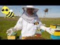 Les 07 conseils cls en apiculture pour des abeilles heureuses