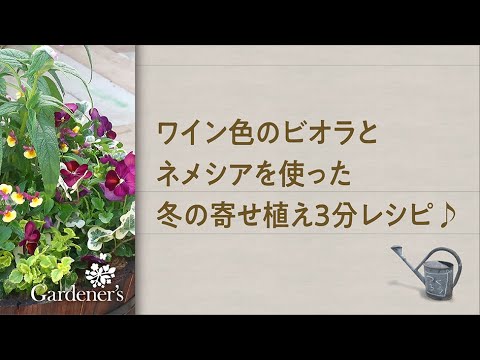 冬の寄せ植え3分レシピ ワイン色のビオラとネメシアを使った寄せ植え Youtube