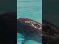 Dive into the World of Pink Dolphins!