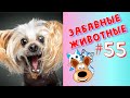 Приколы с Животными #55 / Смешные Животные 2020 / Приколы / Приколы про Животных / Лучшие Приколы