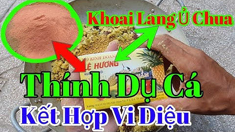 Bài Mồi Khoai Lang ủ Chua Chuyên Câu Cá Trôi, Chép, Trắm, Rô Phi, Mè Vinh, Hiệu Quả - Dễ Làm