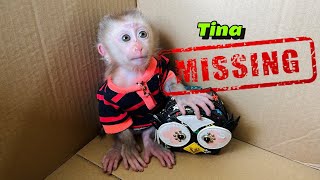 Tiny monkey Tina went missing, making her mother worried