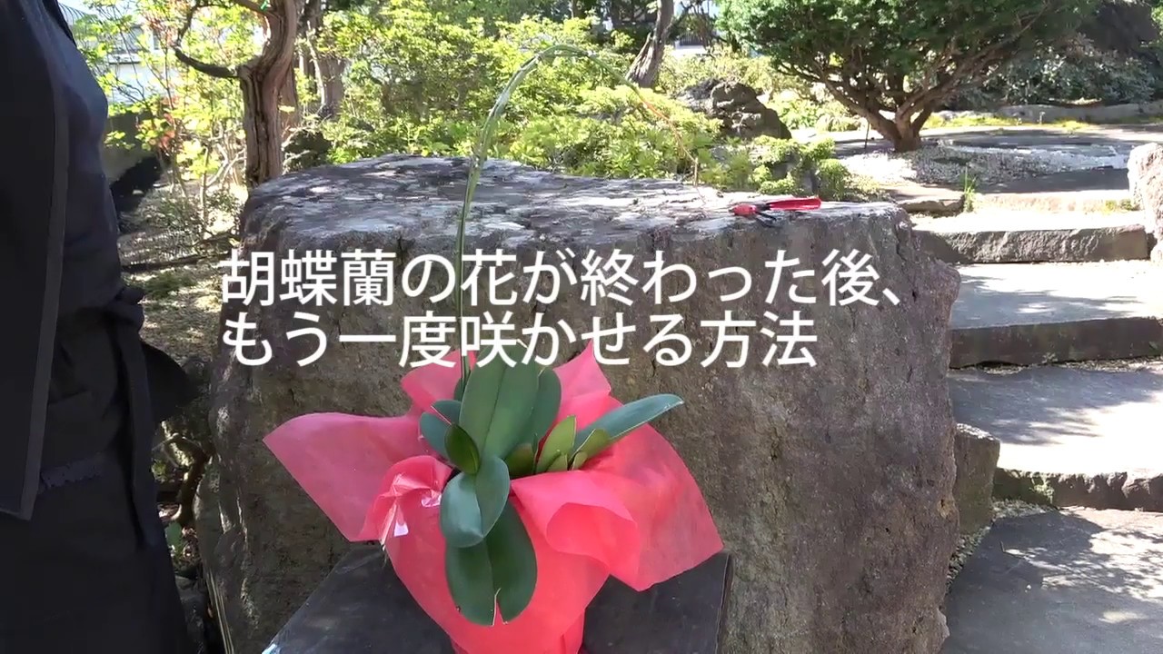 胡蝶蘭の花が終わったら 胡蝶蘭の花が終わって二度咲きさせる方法 Youtube