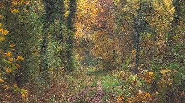 🌳 4K - Relaxing Nature Sounds For Stress Relief, Forest Sounds, Bird Song, ASMR