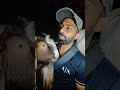 Shan A-55 Ne Public Ko Shock Kar Diya 🔥 Golibar Ka Sabse VIP Bakra 😍 Ab Deonar Bakra Mandi 2026 Ma