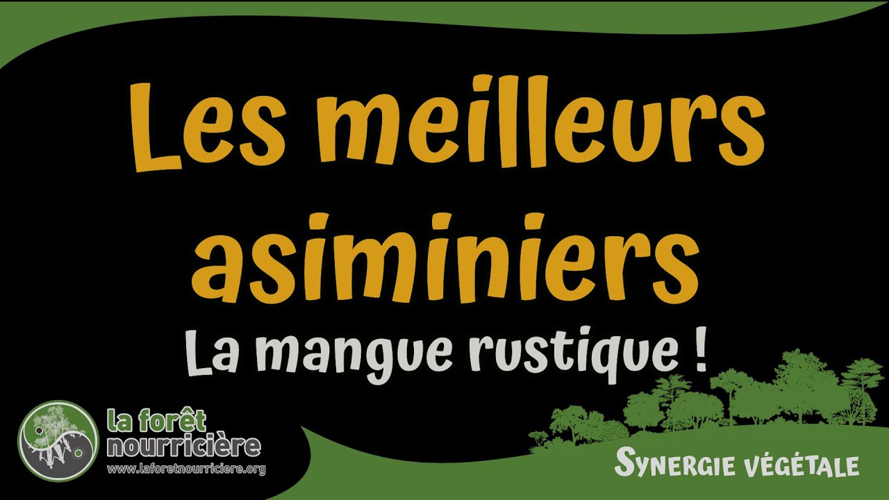 Les meilleurs Asiminiers ou manguiers rustiques