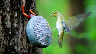 Привлечение птиц на голос: как не навредить? #ГолосаПтиц 0