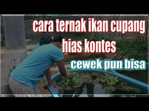 Gambar Ikan Cupang Hias Kontes