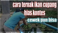 CARA TERNAK IKAN CUPANG HIAS KONTES - CEWEK PUN BISA - Durasi: 7.52. 