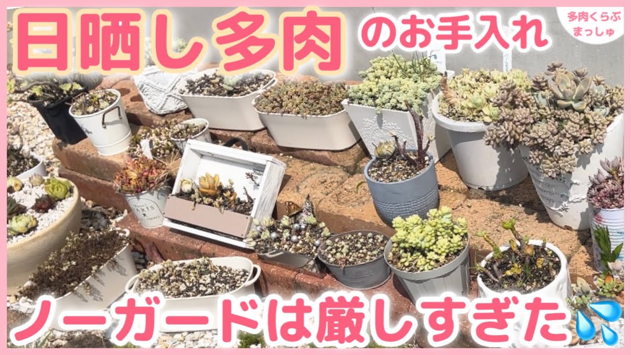 Top【選抜株】多肉植物　24639ヨンジャ 24個　鉢無し/脱土 よくわかる多肉植物 選び方・育て方・楽しみ方 (ナツメ社のGarden