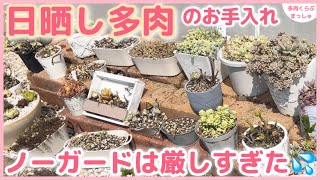 多肉植物】猛暑の日晒しは厳しすぎた💦ノーガードでは育てられない