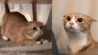 Funniest Animals 2024 😂 New Funny Cats and Dogs Videos 😻🐶