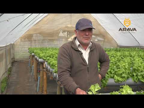 Video: Arco sobre una pluma. Cultivo de cebollas en una pluma en un invernadero