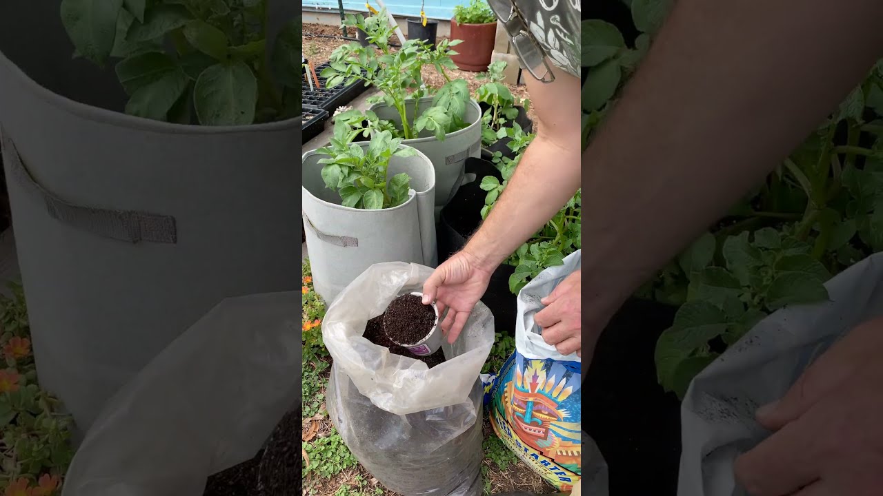 GROWING FALL POTATOES IN CENTRAL TEXAS