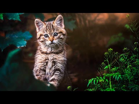 Un cazador consigue grabar esta adorable escena: tres crías de gato montés recién nacidas