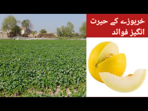 خربوزے کے فوائد - YouTube