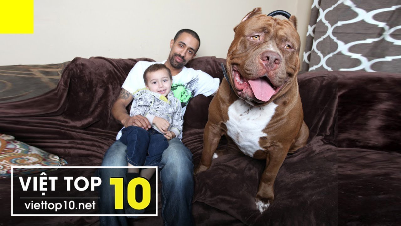 chú chó pitbull lớn nhất thế giới The Top 5 Biggest Dogs In The World