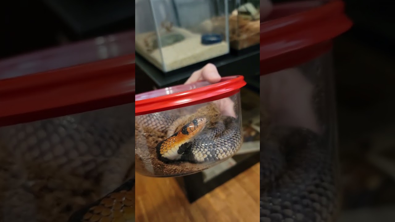 Venomous snake unboxing! What's inside? 