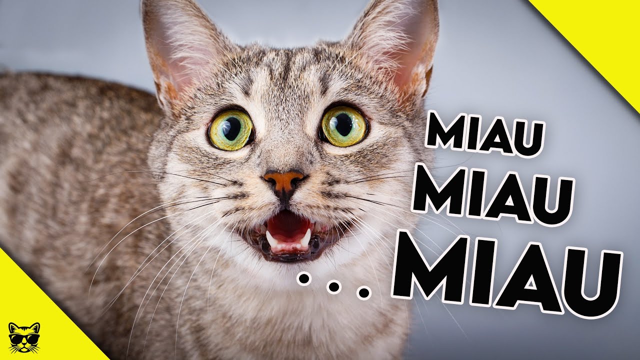 De Ce Pisicile Miauna Incontinuu - 8 Motive (In Afara De Mancare)