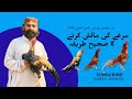 مرغے کو مالش سیکنے کا صحیح طریقہ بقول استاد اقبال خان آف پنوں خیل