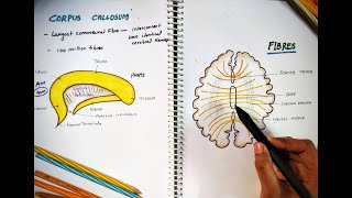 CORPUS CALLOSUM || Parts and Function ||  Largest Commissure || White Matter || Neuro Anatomy