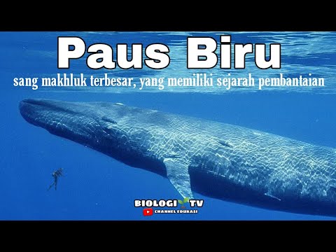 Video: Hiu biru: deskripsi spesies, habitat, asal, dan fitur