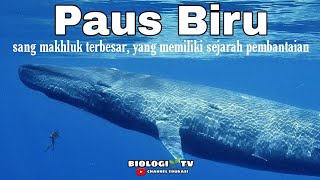 Paus biru documentary (dokumenter of blue whale) #whale #zonaaqutik