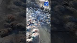 Oi moarte într-un pârâu înghețat din Bobicești, Olt. Ciobanul dispărut, cautat de polițiști