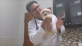 Bella's First Vet Visit
