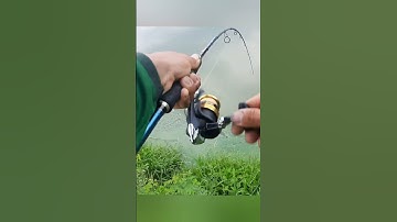 Cá Kéo Nghe Tiếng Rít Cước Sướng Tai. Trần tài vlog