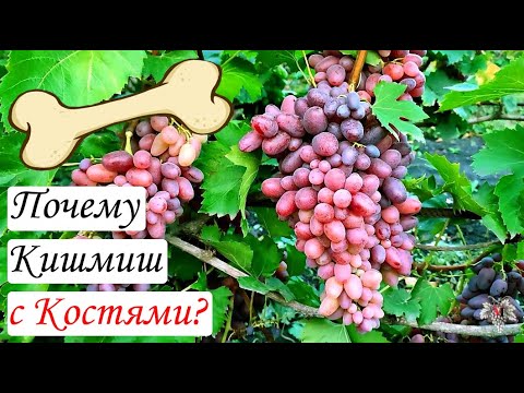 Почему Кишмиш с Костями!?