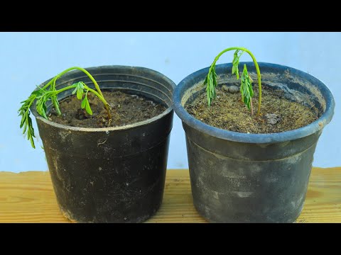 السبب الخفى لعدم انبات البذور وموت البذور بعد الانبات وتأخر النمو العلاج الفعال والسريع