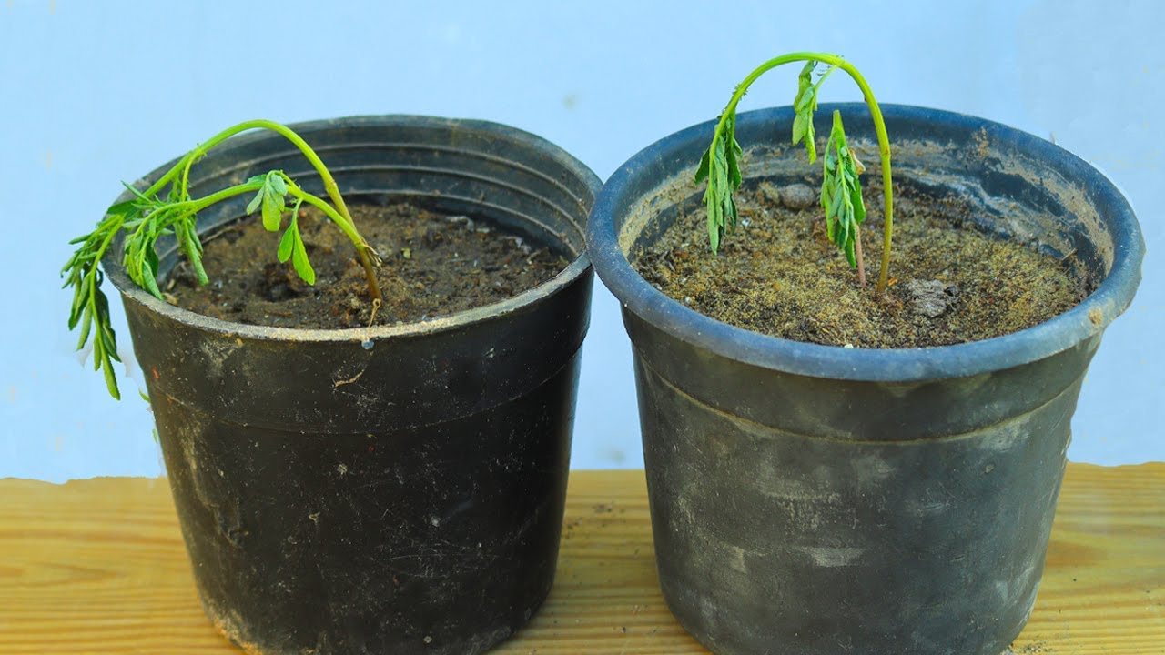 السبب الخفى لعدم انبات البذور وموت البذور بعد الانبات وتأخر النمو 👈العلاج الفعال والسريع