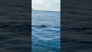 #maldives #dolphins