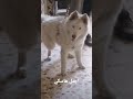 اجمل هاسكي ابيض
