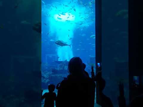 Sharks at Lost Chambers Aquarium Dubai
