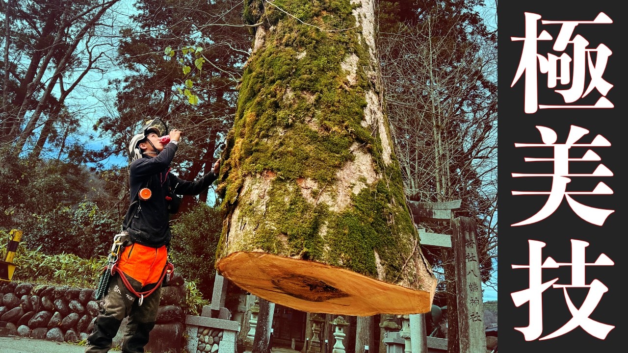【職人技】切り口の段差ゼロ!!?総重量50tを2日間で伐採から運搬まで！【総樹齢1000年】