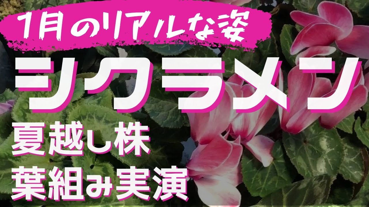 Cyclamen Varieties] The Current State of Overwintered Plants
