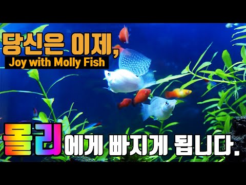 #Mollyfish#Balloon molly[Myrina TV] 6 Reasons why I raise Molly Fish/molly fish breeding