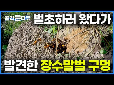 성묘 <strong>시즌</strong> 위험천만 말벌과의 <strong>전쟁</strong>｜극한직업｜#골라듄다큐