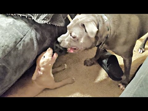 ●PIT BULL VICIOUS 8 Vicious Pitbull Attacks Caught On Camera